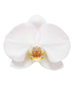 Orquídea Phalaenopsis Blanca